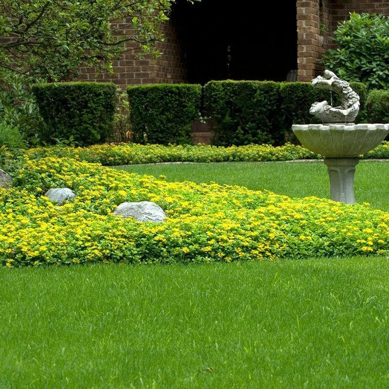 Japanese Stonecrop (Sedum Ellacombianum) 5 Japanese Stonecrop (Sedum Ellacombianum) - Image 5