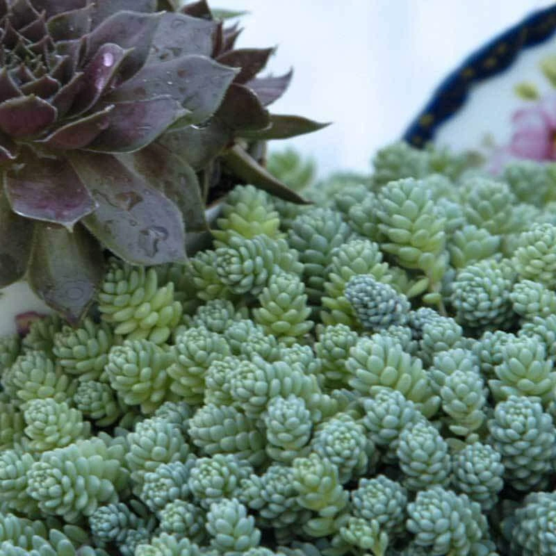 'Himalayan Skies' Stonecrop 1 'Himalayan Skies' Stonecrop