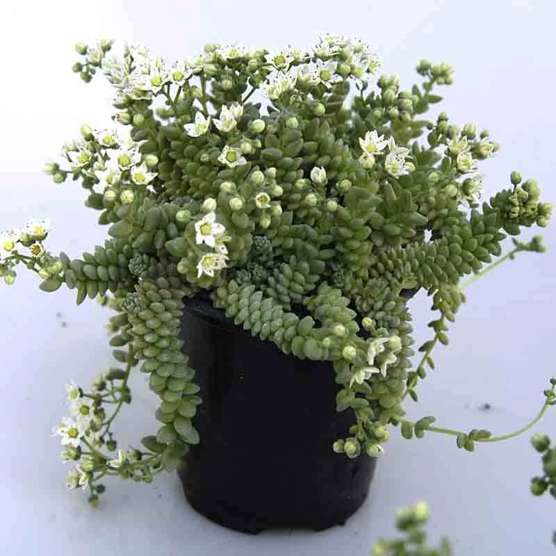 'Himalayan Skies' Stonecrop 2 'Himalayan Skies' Stonecrop - Image 2