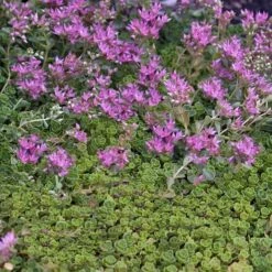 'John Creech' Stonecrop -Florist Shop sedum john creech 5