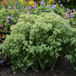 Rock 'N Grow® 'Lemonjade' Stonecrop -Florist Shop sedum lemon jade 3