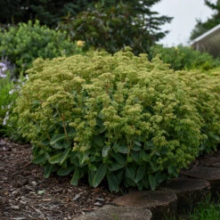 Rock 'N Grow® 'Lemonjade' Stonecrop -Florist Shop sedum lemon jade 4