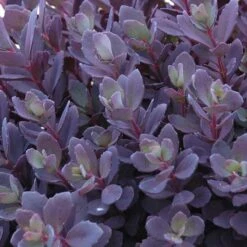 Succulent Ground Cover Collection -Florist Shop sedum plum dazzled 3 410c15ec d900 499d b6a2 76de782414ab