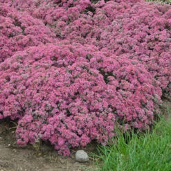 Rock 'N Round™ 'Popstar' Stonecrop -Florist Shop sedum pop star 4