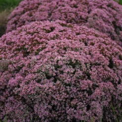 Rock 'N Round 'Pride And Joy' Stonecrop -Florist Shop sedum pride joy 3