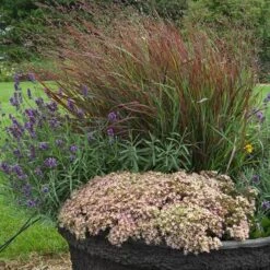 Rock 'N Round™ 'Pure Joy' Stonecrop 11 Rock 'N Round™ 'Pure Joy' Stonecrop -Florist Shop sedum pure joy 3