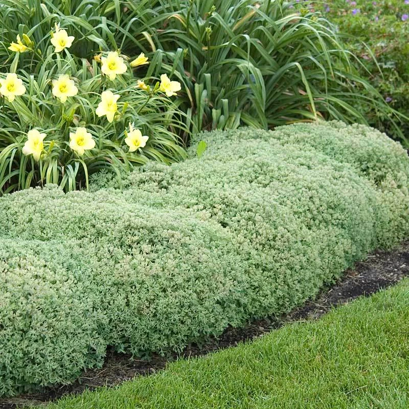 Rock 'N Round™ 'Pure Joy' Stonecrop 2 Rock 'N Round™ 'Pure Joy' Stonecrop - Image 2