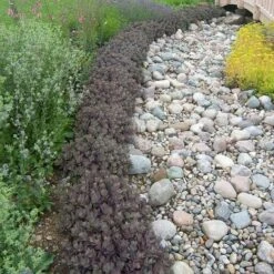 Sunsparkler® 'Dazzleberry' Stonecrop -Florist Shop sedum sunsparkler dazzleberry 3 sw