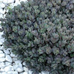 Sunsparkler® 'Dazzleberry' Stonecrop -Florist Shop sedum sunsparkler dazzleberry 7 sw