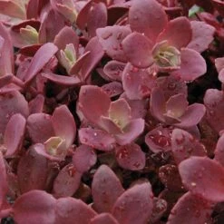 Sunsparkler® 'Firecracker' Stonecrop -Florist Shop sedum sunsparkler firecracker 1 sw