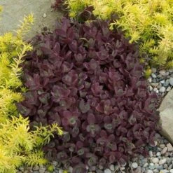 Sunsparkler® 'Firecracker' Stonecrop -Florist Shop sedum sunsparkler firecracker 2 sw