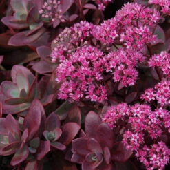 Succulent Ground Cover Collection -Florist Shop sedum sunsparkler firecracker 4 354983d6 59f2 404c ada2 2bc66c5bfa58