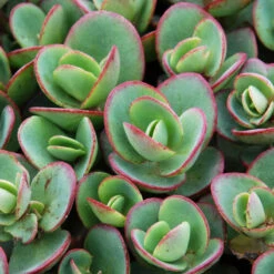 Succulent Ground Cover Collection -Florist Shop sedum sunsparkler lime zinger 1 e98f64a9 9f27 4845 88d4 fe977e07d1f5