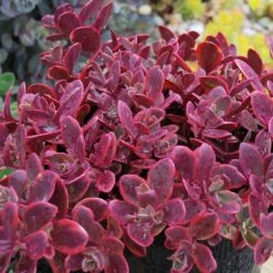 Sunsparkler® 'Wildfire' Stonecrop -Florist Shop sedum sunsparkler wildfire 4