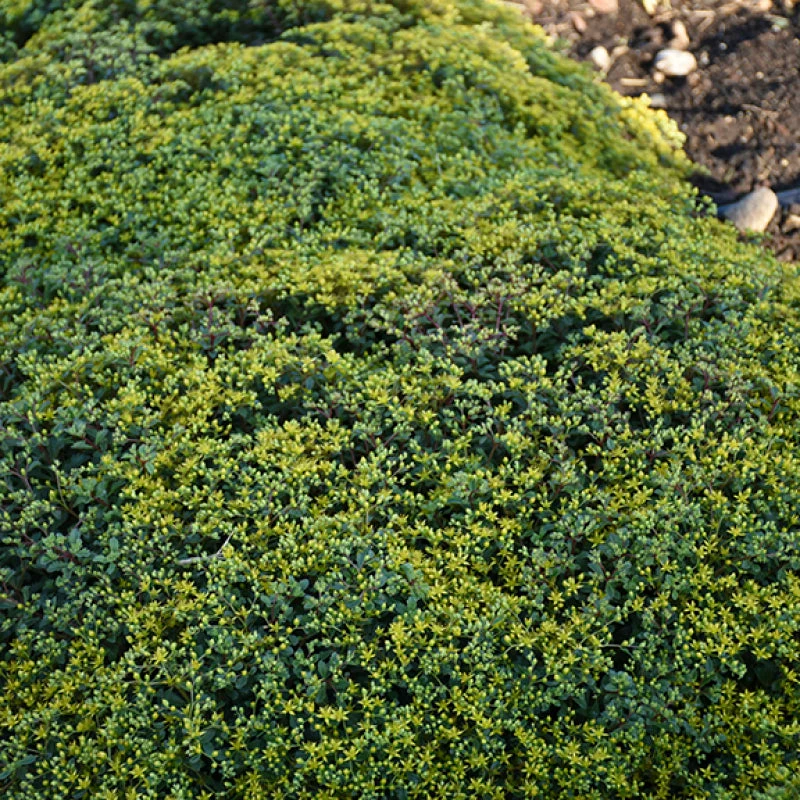 Rock 'N Low 'Yellow Brick Road' Stonecrop 2 Rock 'N Low 'Yellow Brick Road' Stonecrop - Image 2