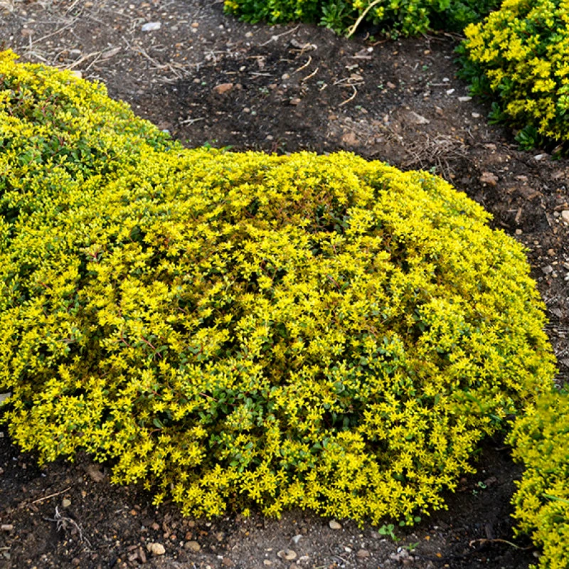 Rock 'N Low 'Yellow Brick Road' Stonecrop 1 Rock 'N Low 'Yellow Brick Road' Stonecrop