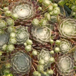 Hens & Chicks Collection -Florist Shop sempervivum arachnoideum cobweb 2
