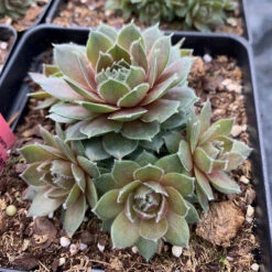 Hens & Chicks Collection -Florist Shop sempervivum commander hay 1