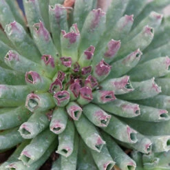 'Oddity' Hens & Chicks