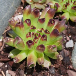 'Oddity' Hens & Chicks -Florist Shop sempervivum oddity 4
