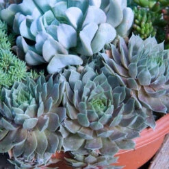'Pacific Blue Ice' Hens & Chicks -Florist Shop sempervivum pacific blue ice 2