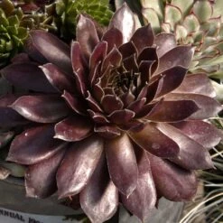 Hens & Chicks Collection -Florist Shop sempervivum pacific devils food hen and chick 1 2917c118 120c 48cb 8fb1 4b8e7261f822