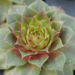 Hens & Chicks Collection -Florist Shop sempervivum red rubin 1 ff28a4c0 33e6 40f2 bf64 eaa93507f37b
