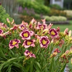 Rainbow Rhythm® 'Sound Of My Heart' Daylily -Florist Shop sound of my heart daylily 1