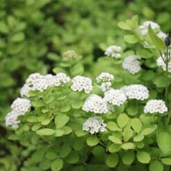 Glow Girl® Birchleaf Spirea -Florist Shop spiraea betulifolia glow girl 2 sw