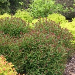 Double Play® Artisan® Spirea -Florist Shop spiraea double play artisan 3 sw