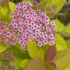 Double Play Big Bang® Spirea -Florist Shop spiraea double play big bang 3 sw