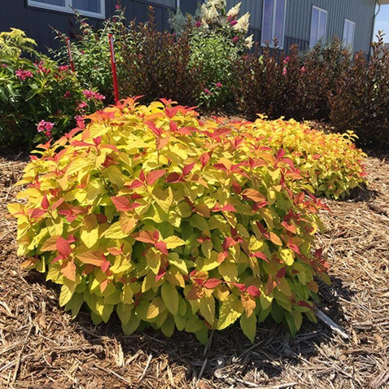 Double Play® Candy Corn® Spirea 1 Double Play® Candy Corn® Spirea