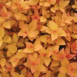 Double Play® Candy Corn® Spirea 7 Double Play® Candy Corn® Spirea -Florist Shop spiraea double play candy corn 3 sw