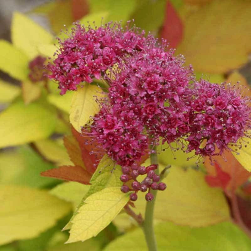 Double Play® Candy Corn® Spirea 4 Double Play® Candy Corn® Spirea - Image 4