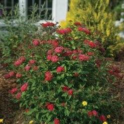 Double Play Doozie® Reblooming Spirea -Florist Shop spiraea double play doozie 3 sw