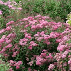 Double Play® Pink Spirea -Florist Shop spiraea double play pink 3 sw