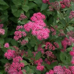 Double Play® Pink Spirea -Florist Shop spiraea double play pink 4 sw