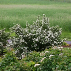 Wedding Cake® Bridal Wreath Spirea