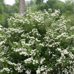 Wedding Cake® Bridal Wreath Spirea -Florist Shop spiraea nipponica wedding cake 3