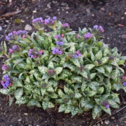 'Spot On' Lungwort 6 'Spot On' Lungwort -Florist Shop spot on lungwort 3