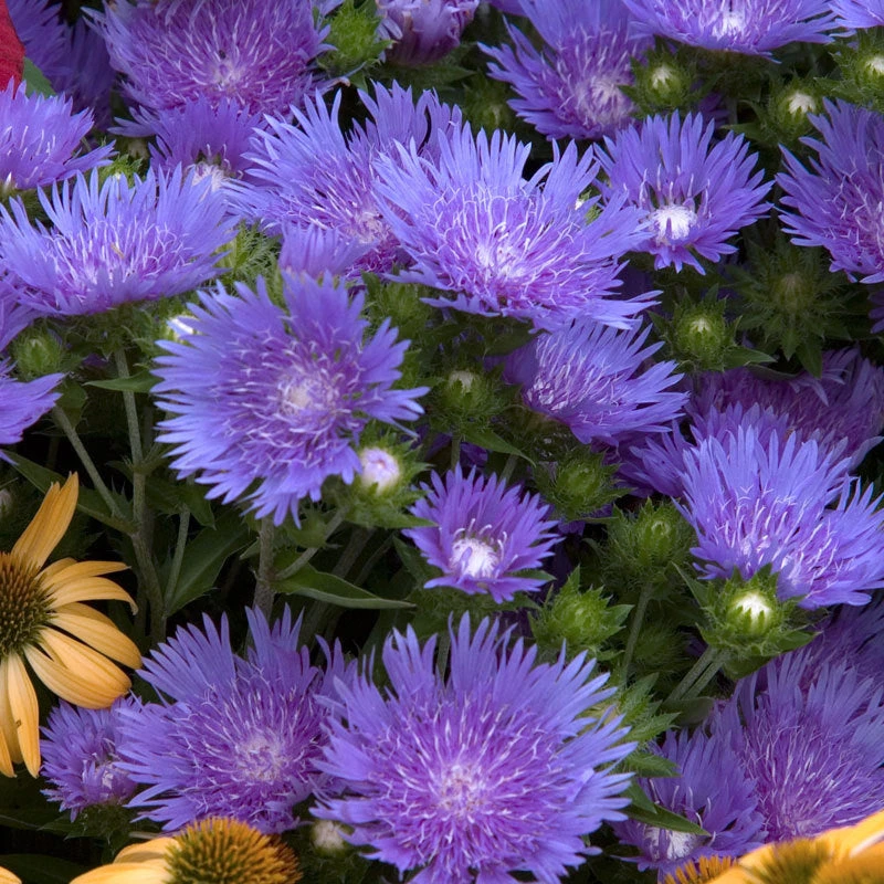 'Peachie's Pick' Stokes' Aster 1 'Peachie's Pick' Stokes' Aster