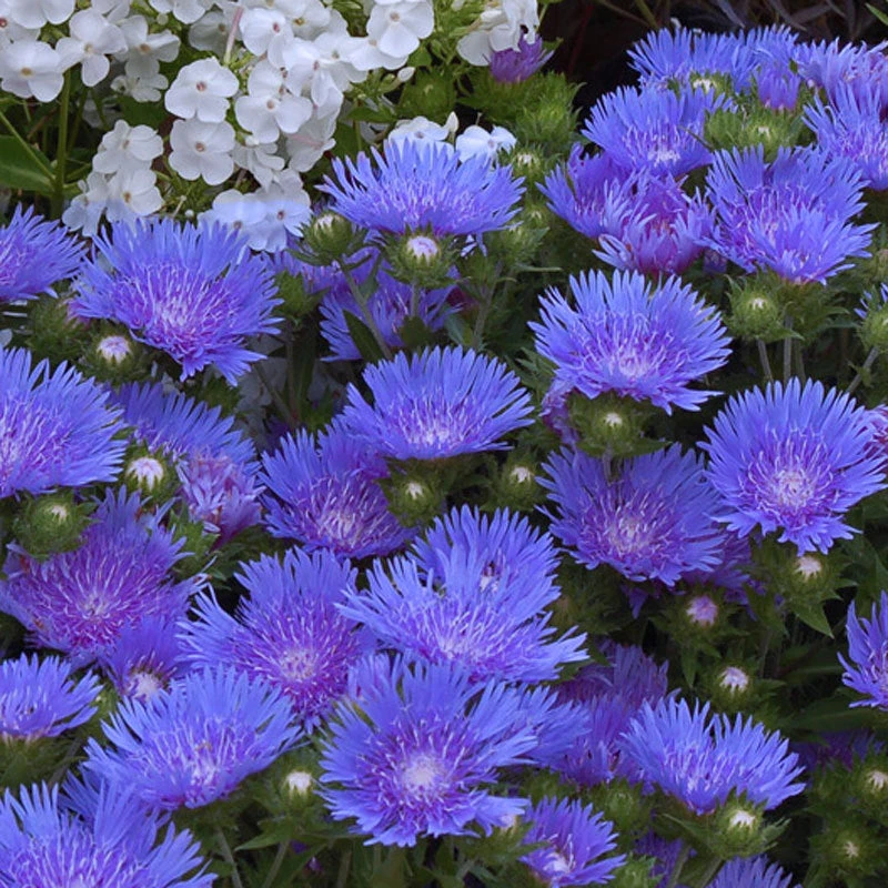 'Peachie's Pick' Stokes' Aster 2 'Peachie's Pick' Stokes' Aster - Image 2
