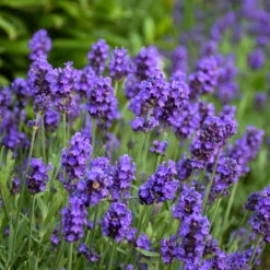 Sweet Romance® Lavender -Florist Shop sweet romance lavandula 2