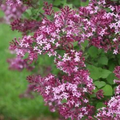 Bloomerang® Dark Purple Reblooming Lilac -Florist Shop syringa bloomerang dark purple 1 d73cfa69 06cc 4d20 84e4 d400f67ff85a sw