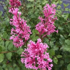 Bloomerang® Dwarf Pink Reblooming Lilac