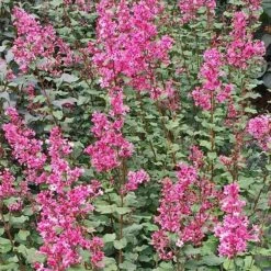 Bloomerang® Dwarf Pink Reblooming Lilac 9 Bloomerang® Dwarf Pink Reblooming Lilac -Florist Shop syringa bloomerang dwarf pink lilac 3 90d9a641 6508 400c a33c 738aae7d525d sw