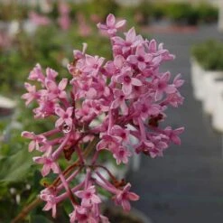 Bloomerang® Dwarf Pink Reblooming Lilac 10 Bloomerang® Dwarf Pink Reblooming Lilac -Florist Shop syringa bloomerang dwarf pink lilac 4 8966bce5 8ef0 449e a4c9 daa5789b0725 sw