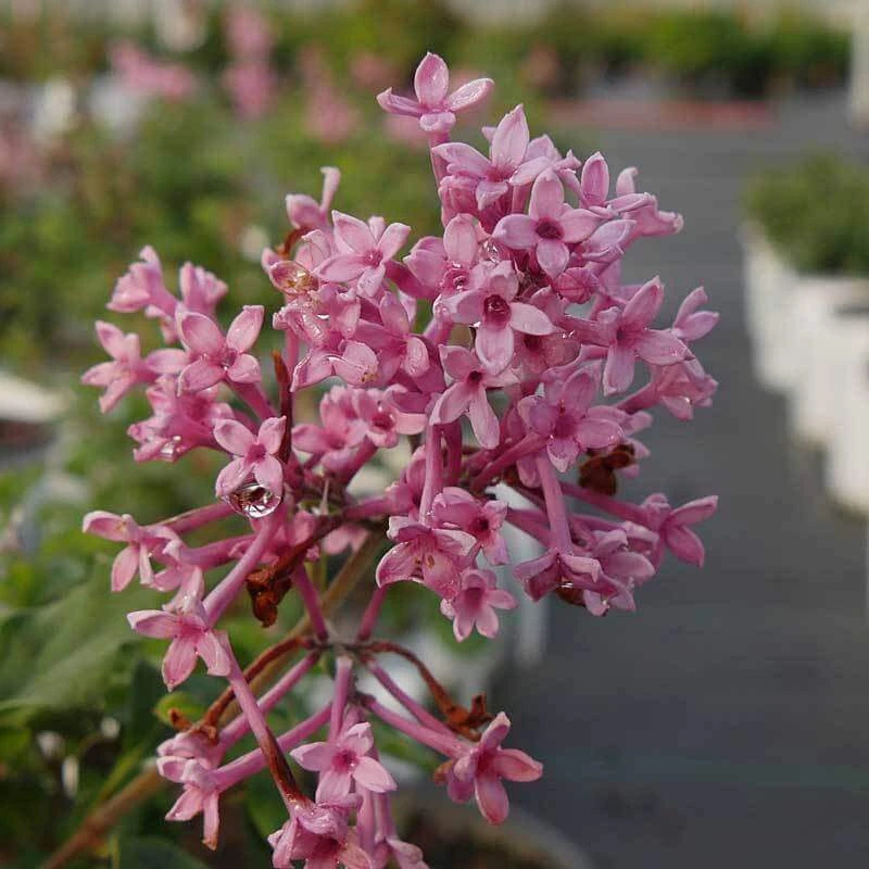 Bloomerang® Dwarf Pink Reblooming Lilac 4 Bloomerang® Dwarf Pink Reblooming Lilac - Image 4