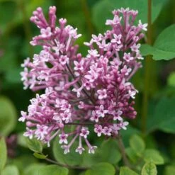 Bloomerang® Dwarf Pink Reblooming Lilac 11 Bloomerang® Dwarf Pink Reblooming Lilac -Florist Shop syringa bloomerang dwarf pink lilac 5 50a99c2d 27cc 441b 9d5a 6c5c9f36fb3a sw