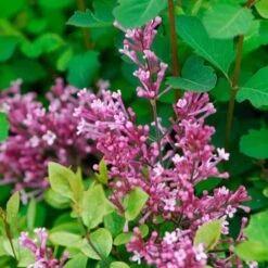 Bloomerang® Dwarf Pink Reblooming Lilac 12 Bloomerang® Dwarf Pink Reblooming Lilac -Florist Shop syringa bloomerang dwarf pink lilac 6 ebc88012 3b1b 494c 9eef 9d46293e6941 sw